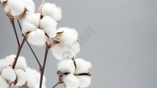棉织一束白色的棉花背景