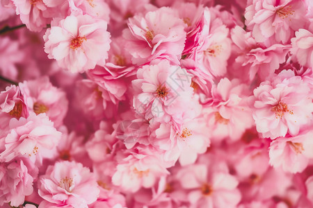 盛开的粉色樱花花朵图片