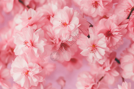 花园特写春天盛开的粉色樱花设计图片