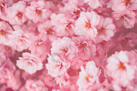 花园特写粉色樱花花朵设计图片