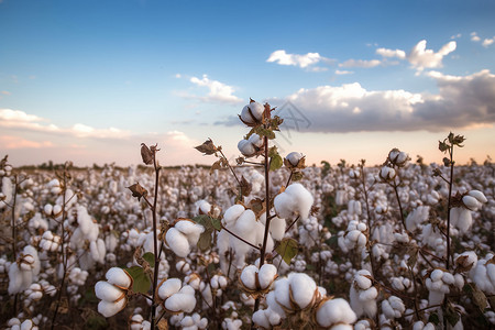 新疆农场农业种植棉花背景