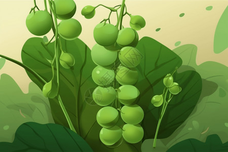 农田中的一簇绿豌豆插画