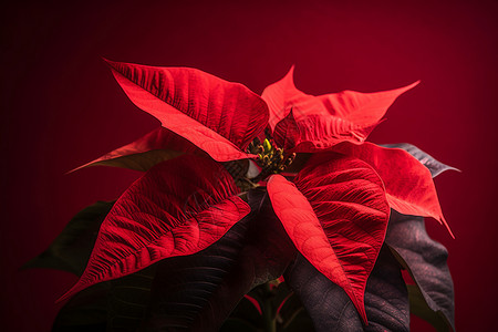 盛开的一品红植物图片