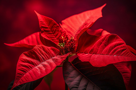 鲜艳的一品红植物背景图片