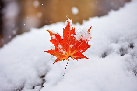 冬季雪堆中的枫叶背景图片