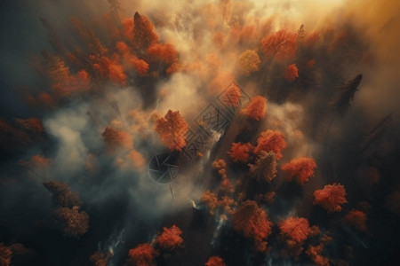 森林云雾云雾缭绕的森林设计图片