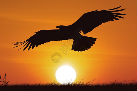 飞翔的雄鹰在日落时分的剪影插画