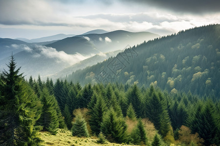 山脉的绿山森林背景