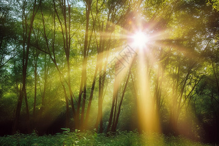 森林中的太阳光图片