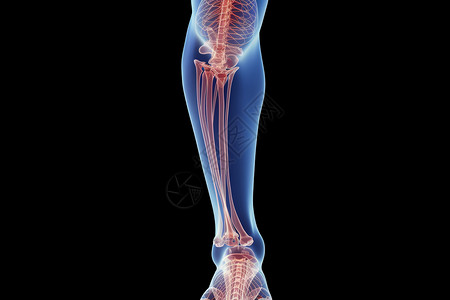 小腿静脉人体小腿骨骼解刨图设计图片