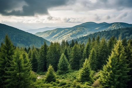 绿山森林和远处的山脉背景