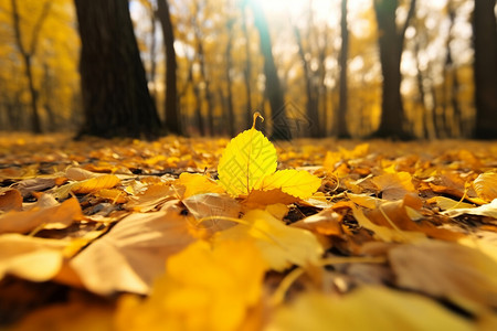 秋天森林中的落叶景观图片