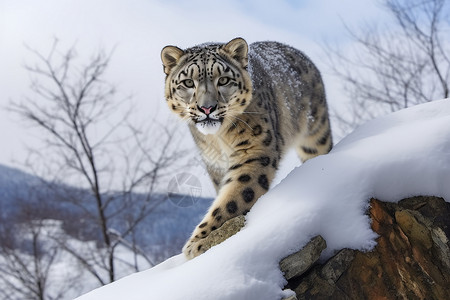 呵欠中猎豹中寻找猎物的雪豹背景