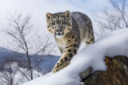 中寻找猎物的雪豹背景