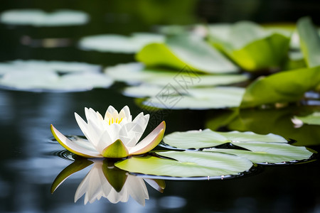 美丽漂浮花瓣美丽的白色睡莲森，鱼，黄色，高清背景