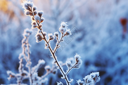 冬天冰霜的植物图片
