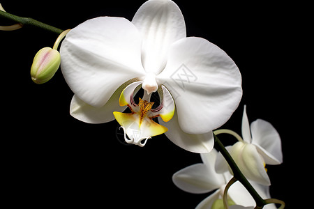 黑色背景中盛开的白色兰花背景图片