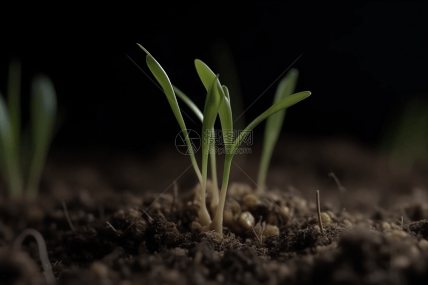 肥沃土壤中的小麦幼苗图片