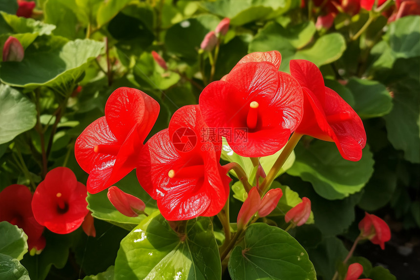 夏天花园里的红花图片