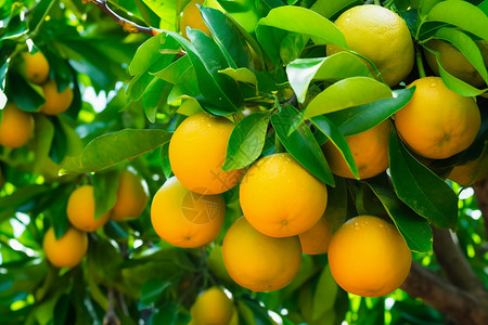 果树上的成熟的橙子图片