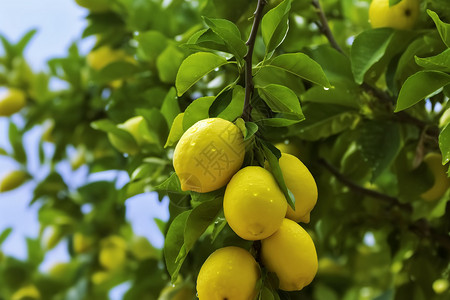 柠檬树枝树上成熟的柠檬背景