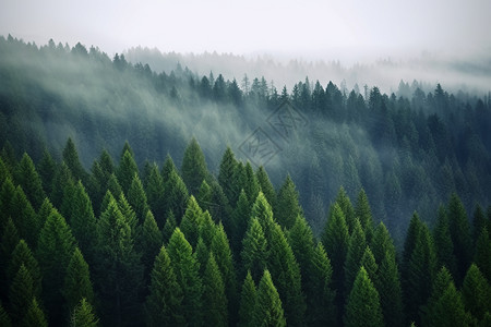 松树边框起迷雾的松树森林背景