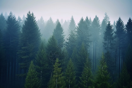 雾天气起雾的森林背景