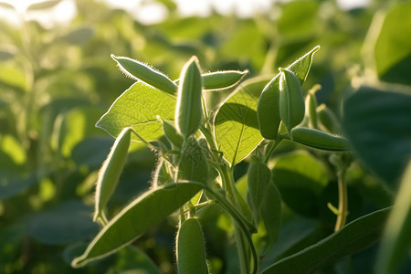 乡村的大豆植物图片