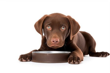 口渴的巧克力色拉布拉多小狗高清图片
