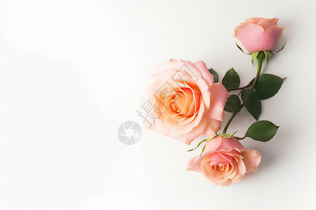 美丽的粉红玫瑰粉红的月季花背景