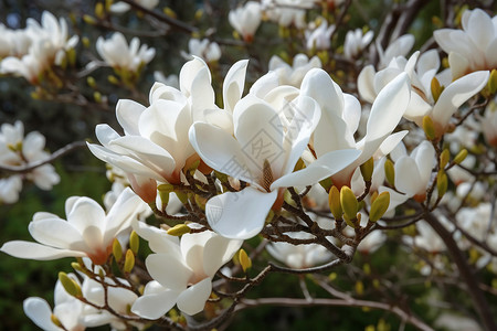 春天的白玉兰背景图片