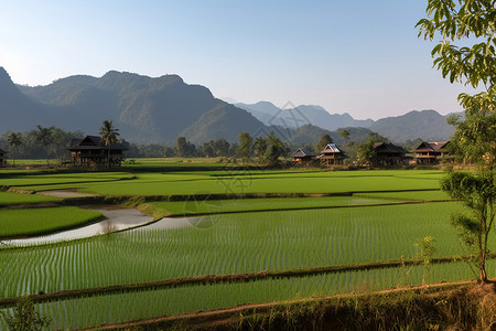 绿色的稻田背景图片