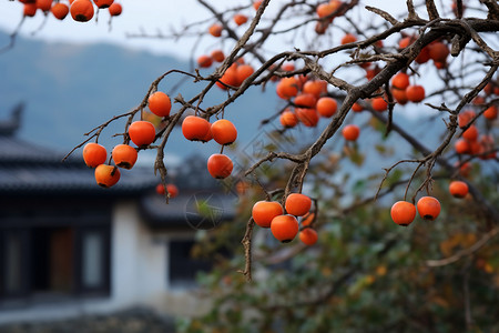 昆卡悬挂房屋成熟的柿子树背景