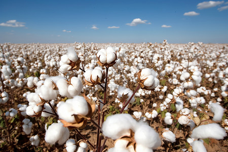 纺织产业棉花种植土地背景