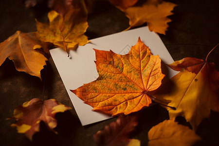 秋叶落叶背景高清图片