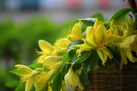 美丽的黄花盆栽图片