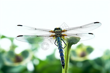 蜻蜓的特写镜头高清图片