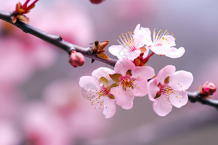 春天鲜花开满枝头图片