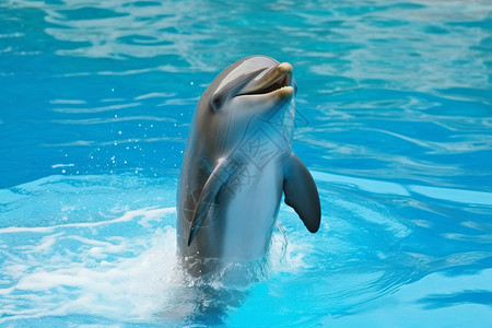 杂技动物水族馆的海豚背景