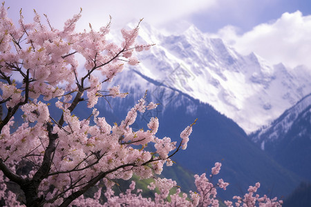 雪山上的桃花高清图片