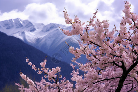 雪山高清素材西藏林芝雪山风景背景