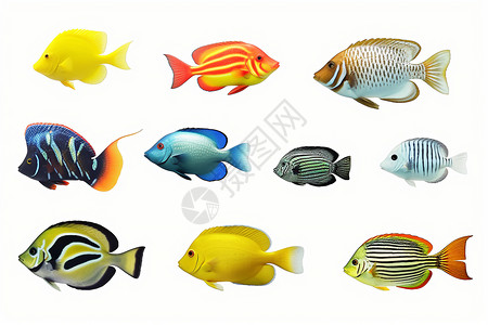 海底生物热带鱼五颜六色的热带鱼插画