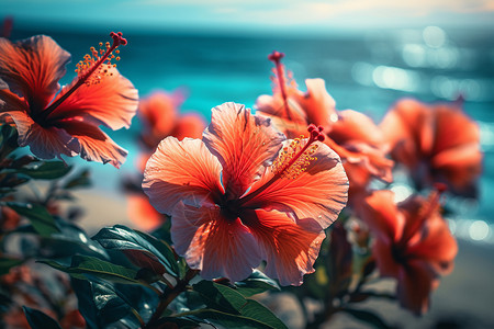 海滩附近盛开的芙蓉花背景图片