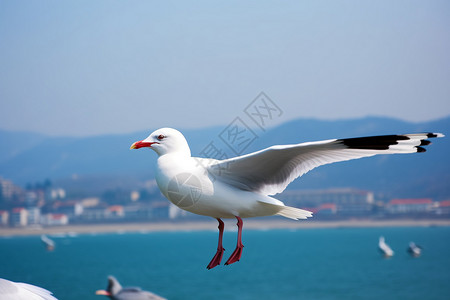景区的海鸥背景图片