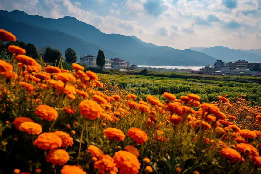 云南风景区的万寿菊图片