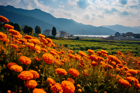 云南风景区的万寿菊图片