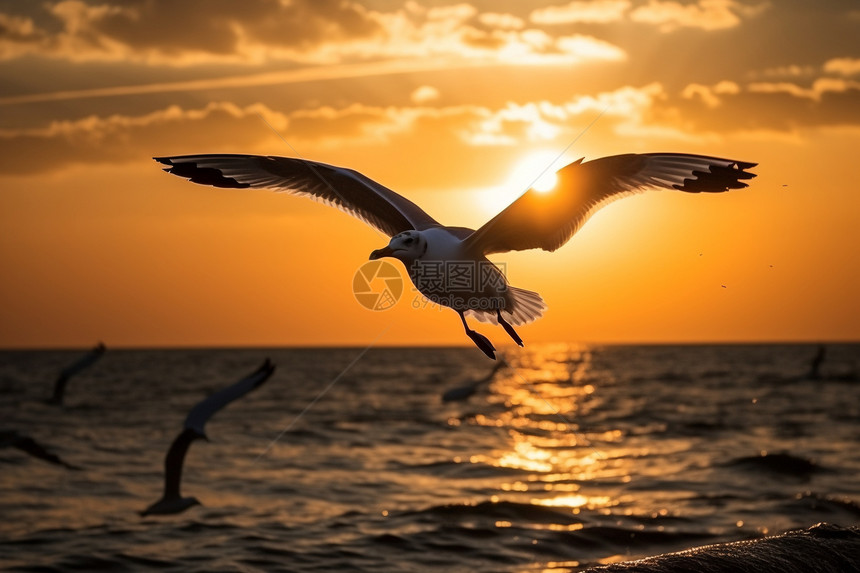 海鸥在海上飞翔的日落景观图片
