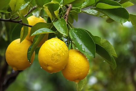 新鲜的柠檬树背景图片