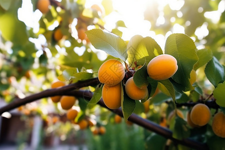 树枝上美味的杏子图片