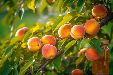 树枝上多汁的桃子高清图片